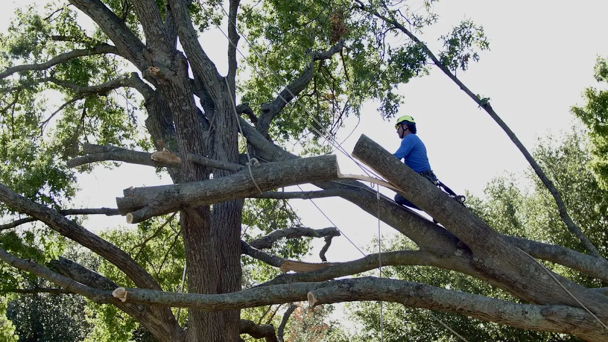 Professional Crown Thinning performed by certified arborists in New Lisbon